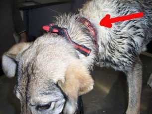 Ναύπλιο: Βρήκε τον σκύλο να υποφέρει από το λουρί - θηλιά γύρω από το λαιμό του